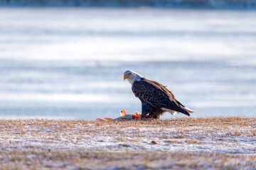 A bald eagle (Haliaeetus leucocephalus) eats fish on the shore of Lake Michigan