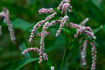 Persicaria lapathifolia (Pale smartweed) flowers. Polygonaceae annual plants. A roadside weed, it blooms from June to November with white or pale pink flowers in drooping spikes.