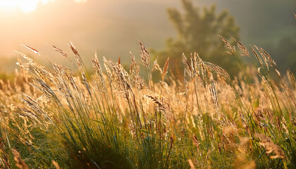 Floral Backdrop Featuring Tall Meadow Grass