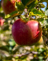 Closeup of Ripe Red Apple on Tree Branch
