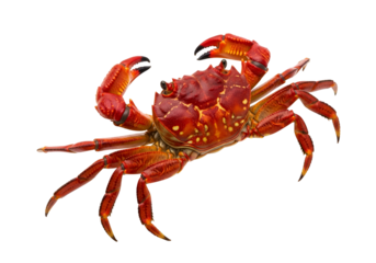 A vibrant, crimson crab, showcasing intricate details and strong claws, is presented against a stark black background.