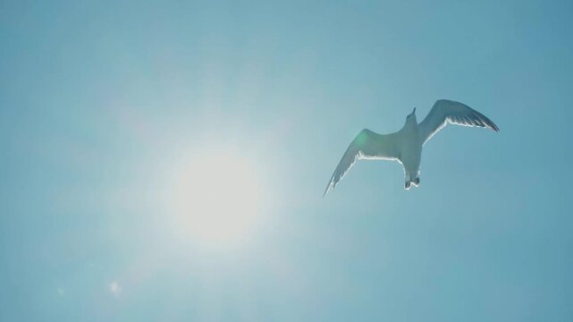 海の上を飛ぶウミネコ