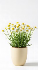 Potted chamomile flowers with yellow blooms in cream pot  