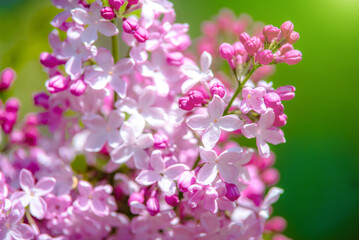 Pink lilac blooms in the Botanical garden
