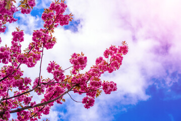 Japanese cherry blossoms on a green natural background
