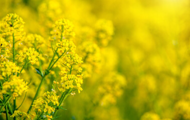Fototapeta premium Goldenrod yellow flowers on a green natural background 