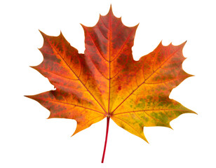 A vibrant autumn leaf showcasing a stunning blend of red, orange, and yellow hues against a plain background.