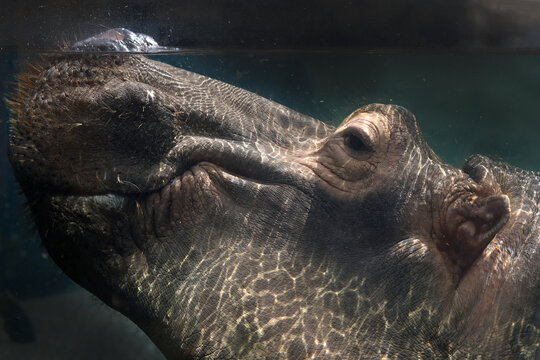 Portrait of a Submerged Hippopotamus