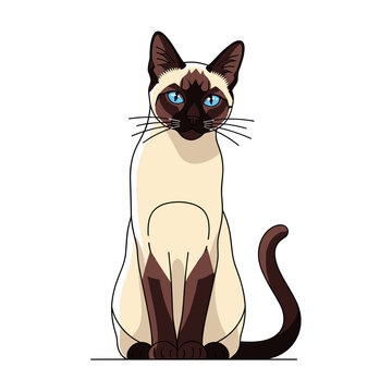Elegant Siamese cat illustration with striking blue eyes and dark brown points sitting gracefully.