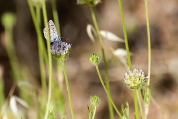 Butterfly resting on a delicate flower in a sunny meadow during springtime