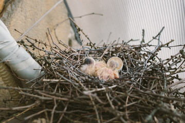 Hatching bird: tiny chick and broken egg in natural nest — life cycle, biology