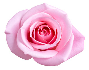 A stunning close-up of a delicate pink rose showcasing its intricate petals and soft, romantic hues.