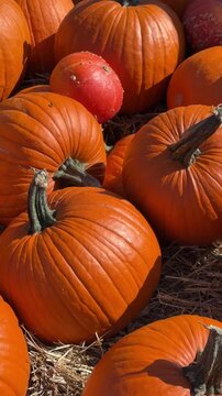 Many perfect big orange pumpkins laying down on the hay close up. Farm market, autumn festival, cozy fall mood