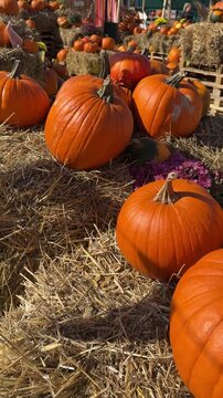 Many different pumpkins and chrysanthemums flowers on the hay. Farm market decoration, autumn harvest festival, cozy fall mood