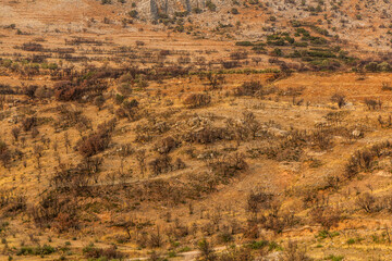 Burnt forest near Mycenae citadel on Peloponnese peninsula, Greece