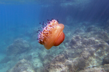 Mediterranean jelly or fried egg jellyfish - (Cotylorhiza tuberculata )