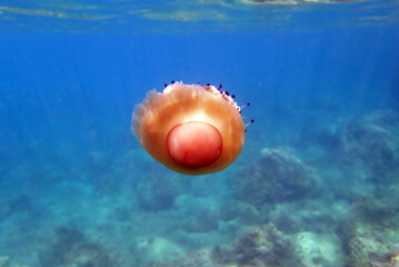 Mediterranean jelly or fried egg jellyfish - (Cotylorhiza tuberculata )