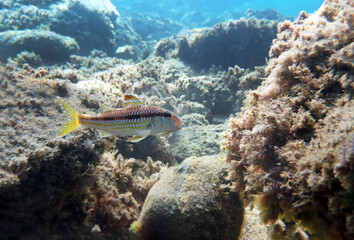 The striped red mullet or surmullet (Mullus surmuletus)