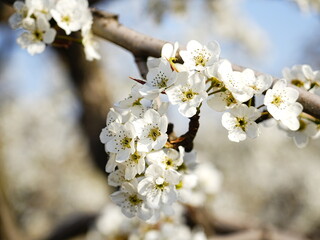 Pear flower in full bloom in spring