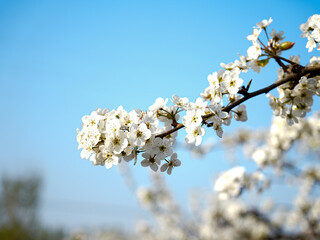 Pear flower in full bloom in spring