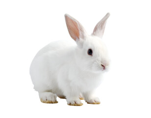 Obraz premium A fluffy white rabbit sits gracefully with its ears perked up, showcasing its adorable features and soft fur.