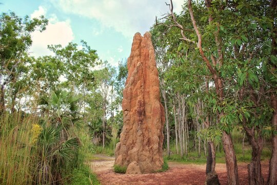 Giant termite mound in Northern Territory, Australia