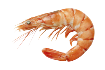 A single, cooked shrimp, transparent background, showcasing its vibrant orange hue and intricate details. background removed