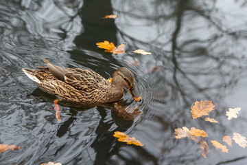 The duck floats in the autumn lake