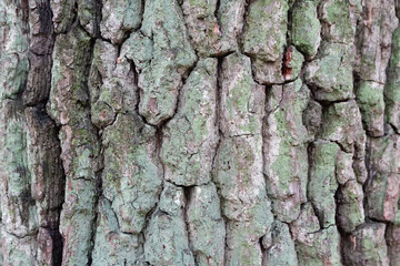 Old tree bark covered with moss