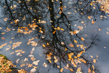 Fallen yellow leaves and the reflection of the tree in the water