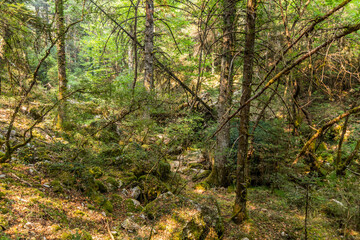 Forest near Milaon River near Elati village on Peloponnese peninsula, Greece