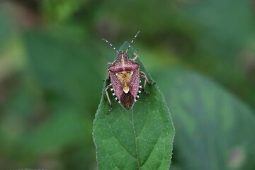 A sloe bug (Dolycoris baccarum). Hemiptera Pentatomidae insect. A stink bug with white markings on its back and stripes on its sides. A pest of vegetables.