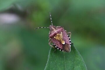 A sloe bug (Dolycoris baccarum). Hemiptera Pentatomidae insect. A stink bug with white markings on its back and stripes on its sides. A pest of vegetables.