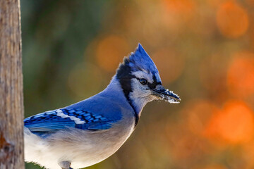 Beautiful Blue jay perched on a backyard deck with orange bokeh background