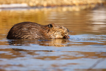 Fototapeta premium Cute American Beaver swimming in a pond in Alberta Canada