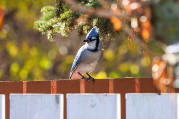 Blue jay perched on a fence in the backyard