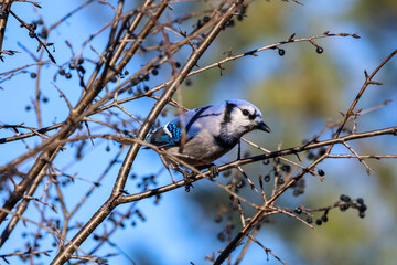 Beautiful Blue jay perched on a tree branch with small berries