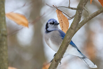 Beautiful Blue jay perched on a tree with fall leaves