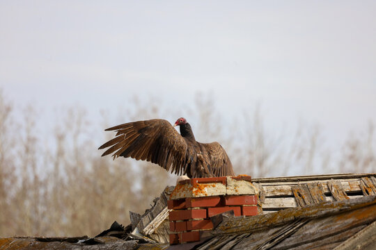 Turkey Vulture perched on an abandoned house and showing off her wings in Alberta Canada