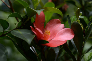 アザレアツバキ