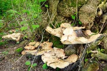 A cluster of large Dryad's Saddle mushrooms grows from a tree's base in a lush Waukesha County, Wisconsin forest during May