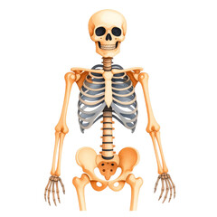 Watercolor depiction of full skeleton set against a clean backdrop in a realistic style.