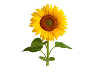 A vibrant sunflower with bright yellow petals and a rich brown center, showcasing natural beauty and vitality.