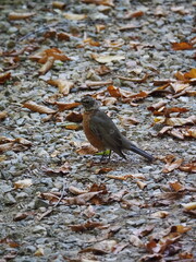 Wild bird standing on gravel path with autumn leaves