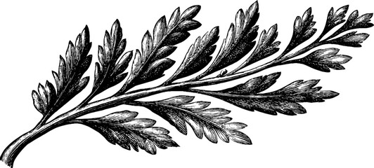 Naklejka premium Vintage engraving of fir branch with short needles for botanical design