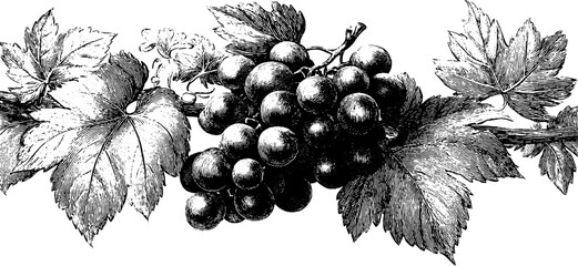 Fototapeta premium Vintage illustration of grape cluster with vine leaves - perfect for label or poster designs