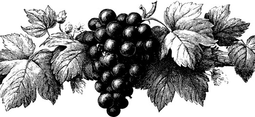 Fototapeta premium Vintage hand drawn grape cluster with vine leaves for elegant design