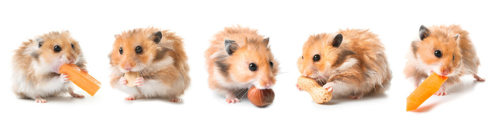 Set of funny hamster on white background
