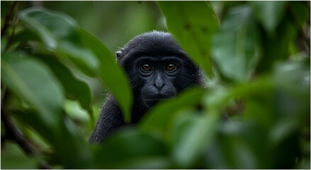 Obraz premium Intimate Portrait of Mentawai Langur Peering Through Wet Rainforest Leaves