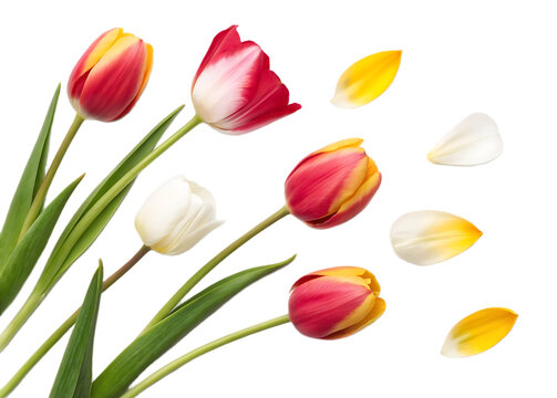 A collection of tulips with red and yellow petals and white petals with scattered petals on black background